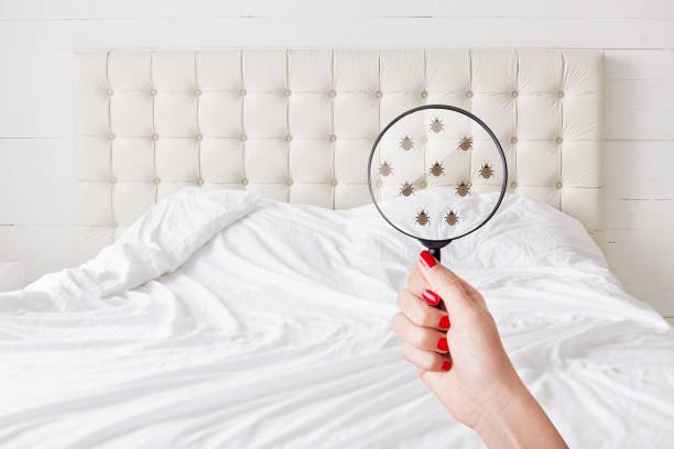 bed-bug-removal