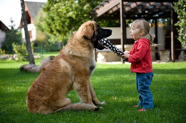Leonberger-prices