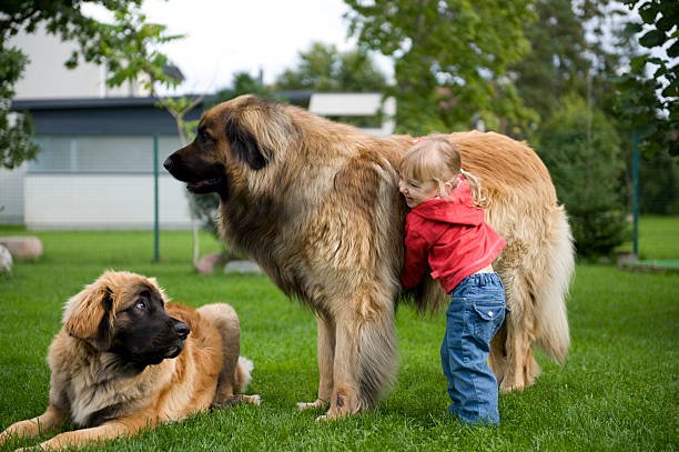 Leonberger-friendly
